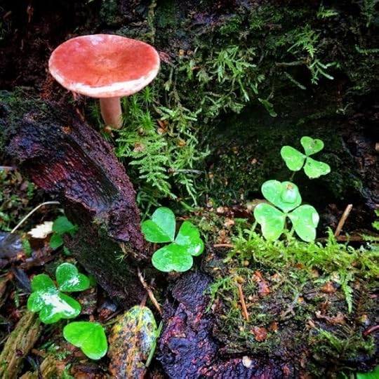fairy scence: toadstool and wood sorrel