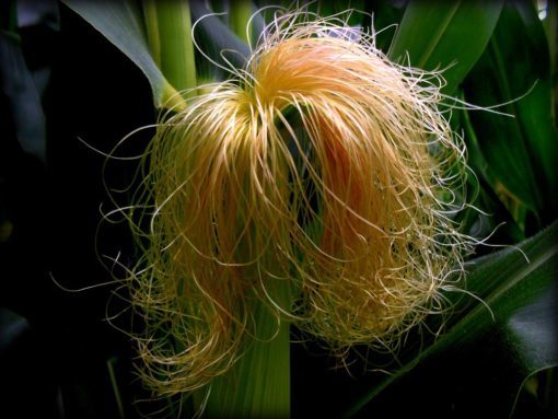 corn silk