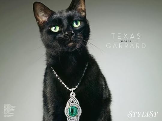 texas-movie-film-cat