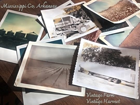 Vintage Harvest