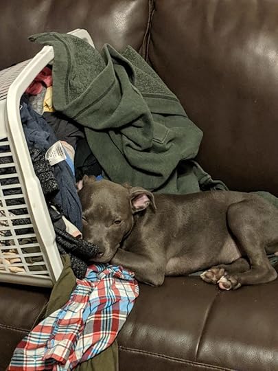 My pit bull puppy laying on the couch beside an overturned and spilling basket of laundry. She's half in the spilling laundry.