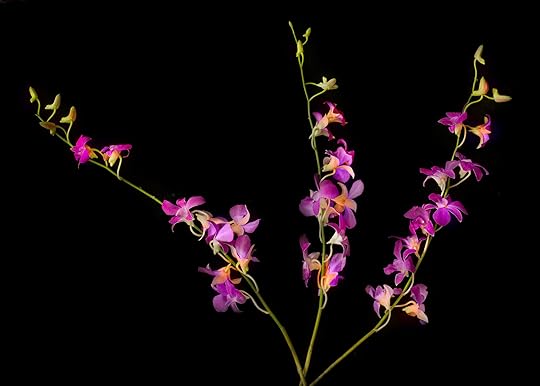 Orchids on Black © Harold Davis