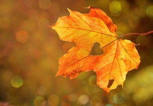Why we should celebrate the Autumn Equinox