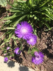 Flowers_Georgetown_South_20190711