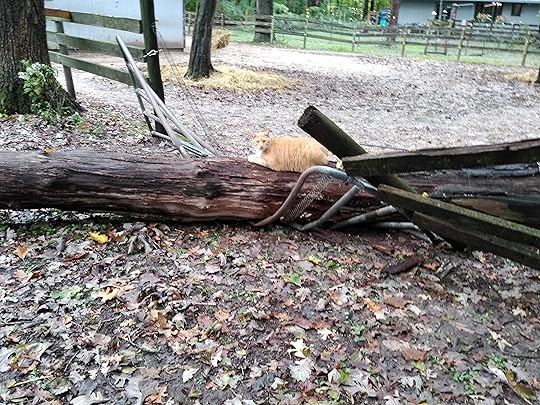 Fallen tree on fence, with cat