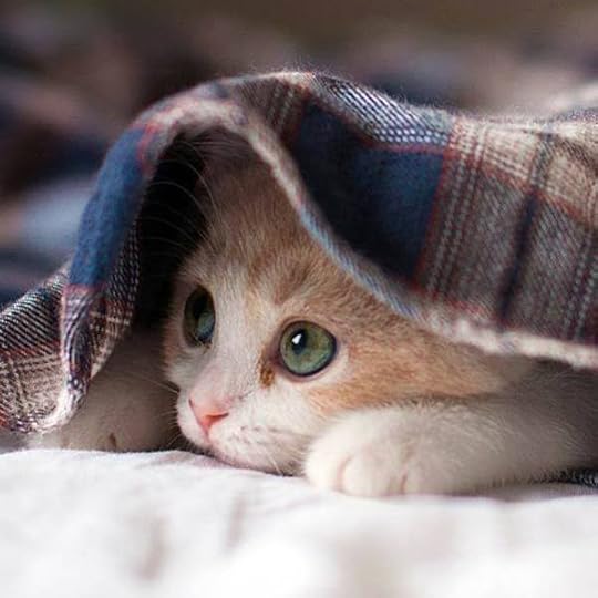 Image result for cats hiding