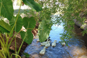 ducks swimming in the irrigation ditch