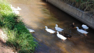 ducklings and ducks in the irrigation ditch