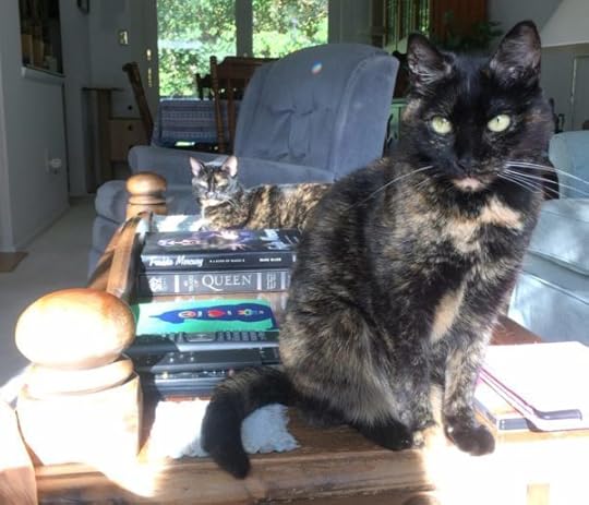 tortoiseshell-cats