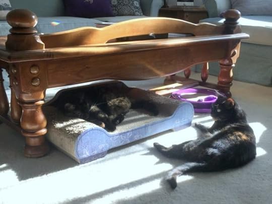 tortie-cats-napping