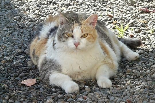 obese-cat