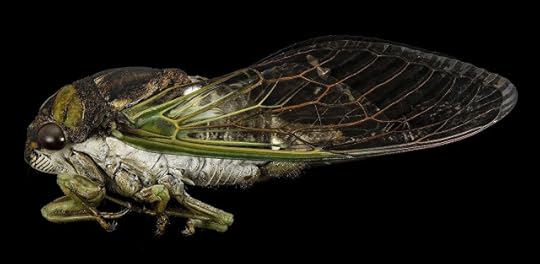 Cicada against black background. Image by skeeze from Pixabay