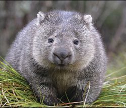 wombat. Photo by Sharon Wormleaton. © State of New South Wales and Office of Environment and Heritage