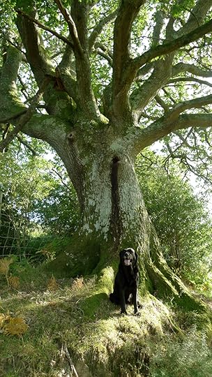 Tilly and the Oak Elder