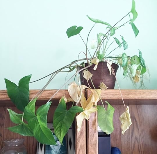 Neglected philodendron