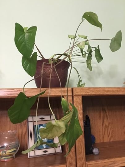 healthy philodendron