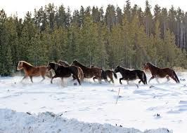 wild mustangs in the snow