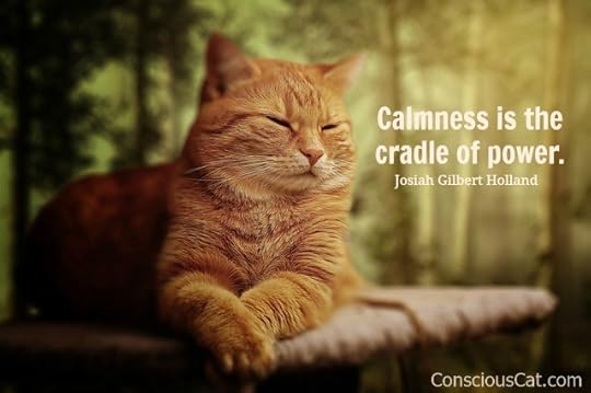 calm-cat-resting