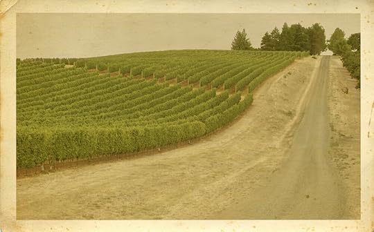 vineyard sepia.jpg