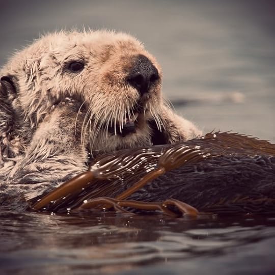 California Sea Otter