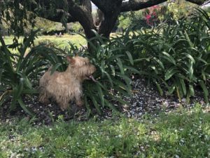Scotties are curious