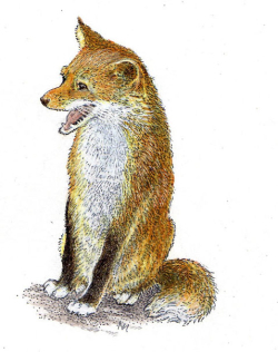 Fox by Inga Moore