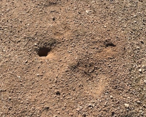 snake+hole.jpg