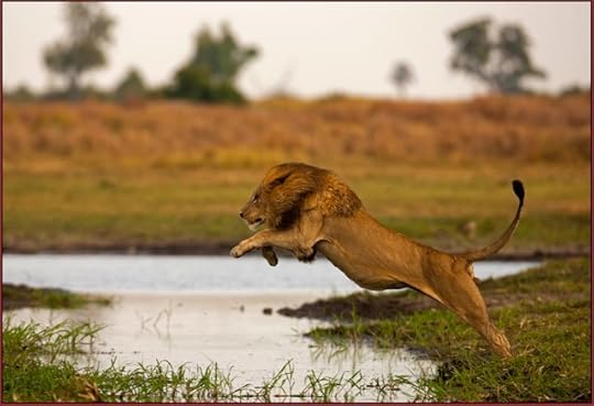 saving wild images