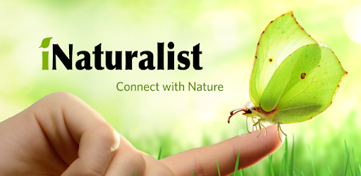 Image result for inaturalist