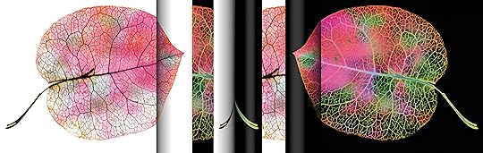 Petal Pano © Harold Davis