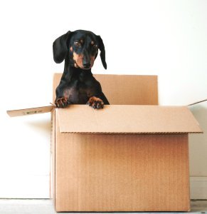 assimilation to a new community, moving, how to find a new life, unpacking boxes in a house, making a new home, 10 tips for a successful move, 