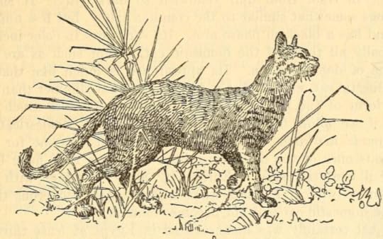 Egyptian wildcat