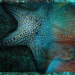 Starfish - really alien aliens are known as