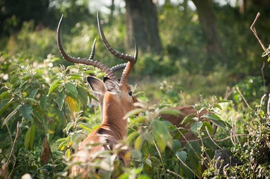 Impala; Lake Nakuru NP, Kenya