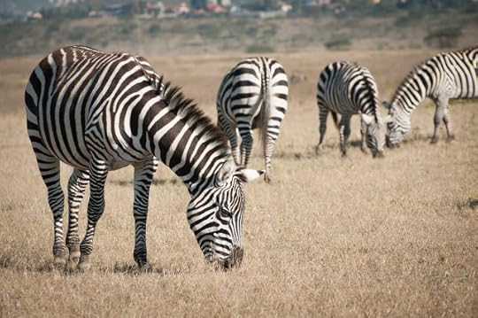 Zebras; Lake Nakuru NP, Kenya