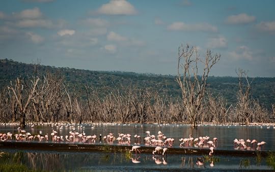Flamingos; Lake Nakuru NP, Kenya