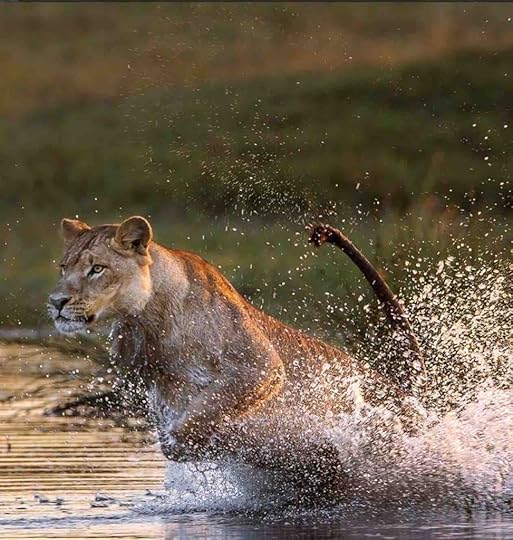 African lion seen on African safari swimming across the Okavango Delta