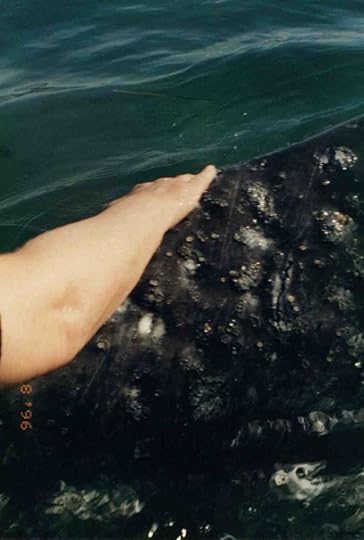 Lori Robinson touching whales in San Ignacio Lagoon
