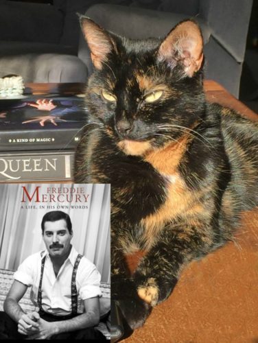 Freddie-Mercury-cat