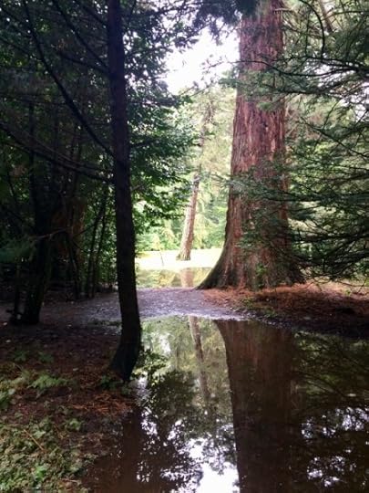 Redwood trees at Aden Country Park