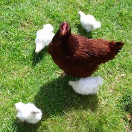 Rhode Island Chicken with Silkie Chicks