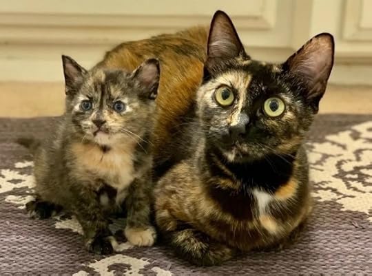 tortoiseshell-cat-kitten
