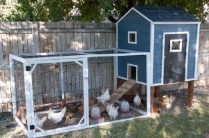 Do Chickens Need a Coop?