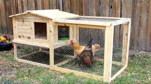 The first-class chicken coops
