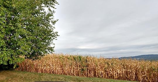A cornfield under a cloudy sky at the beginning of fall.