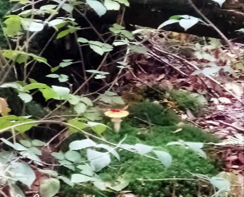 paddenstoelen spanderswoud - 020