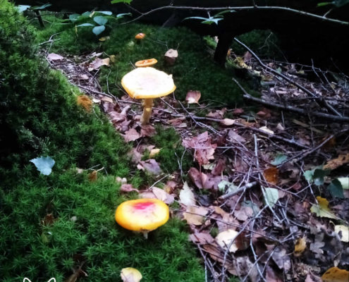 paddenstoelen spanderswoud - 019