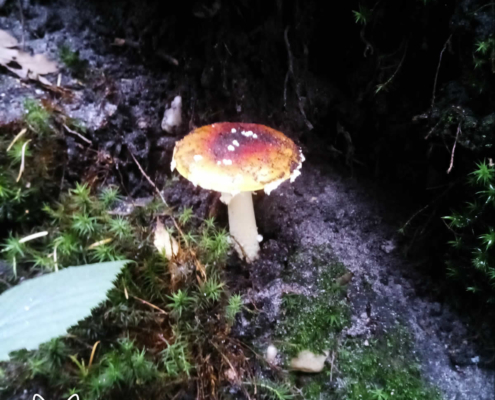 paddenstoelen spanderswoud - 017