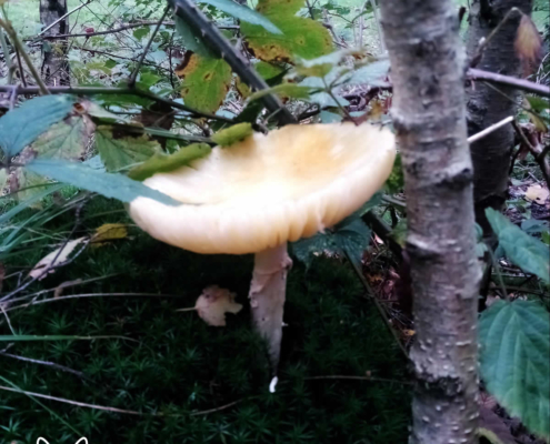paddenstoelen spanderswoud - 015