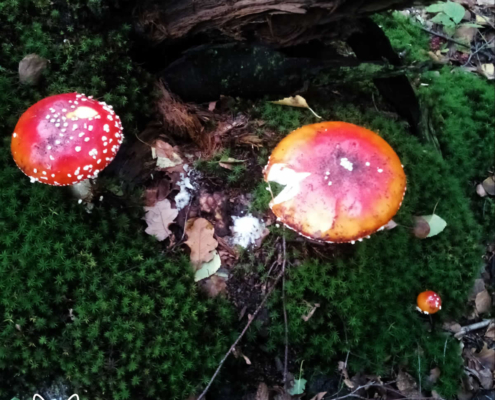 paddenstoelen spanderswoud - 012